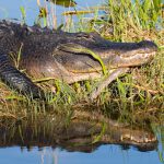 alligator-big