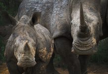 The Wild Life of Africa Rhino seen during Safari in Africa
